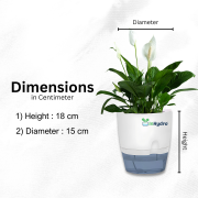 Self-Watering Hydroponic Pot with Peace Lily for Home & Office