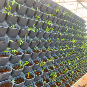 Inhydro Vertical Wall pots plants