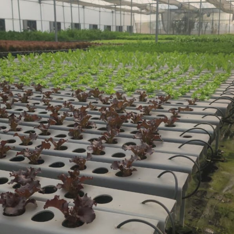 High density NFT hydroponics plant rows in 1000 sqm farm