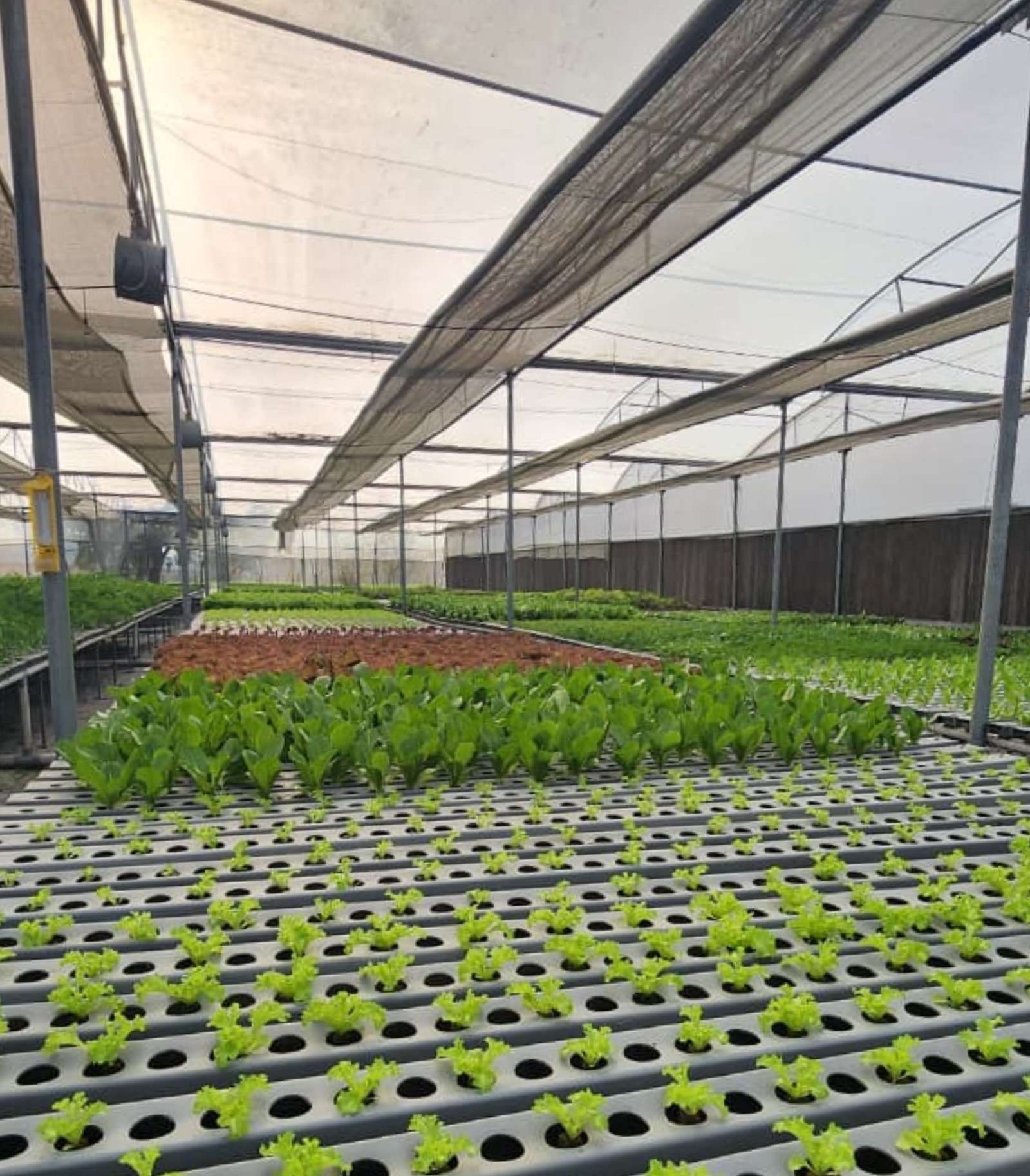 NFT hydroponics channels with young plants inside commercial farm