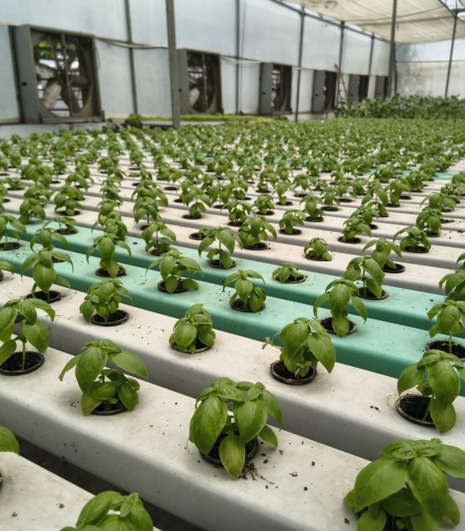 Leafy greens growing in NFT hydroponics channels
