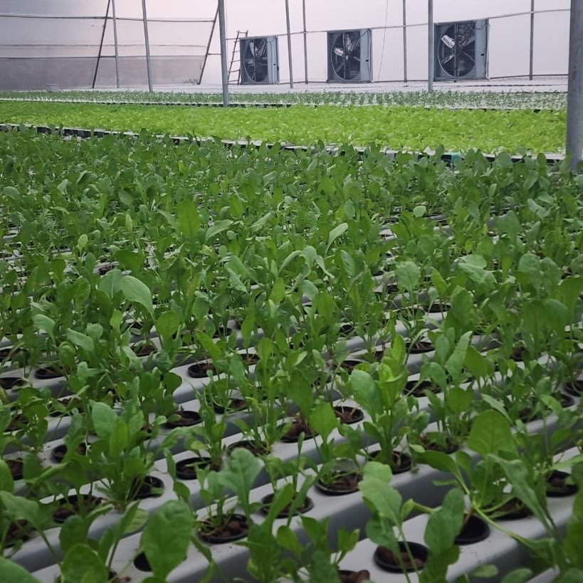 Healthy plant growth in NFT hydroponics system