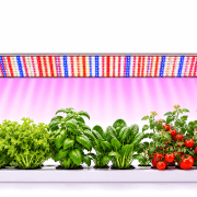 Indoor herb and tomato garden under a bright red-blue LED grow light panel for indoor growing (lettuce, basil, spinach, tomatoes).