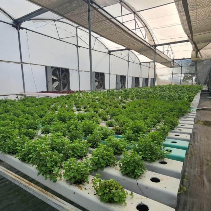 Healthy plant growth in NFT hydroponics system