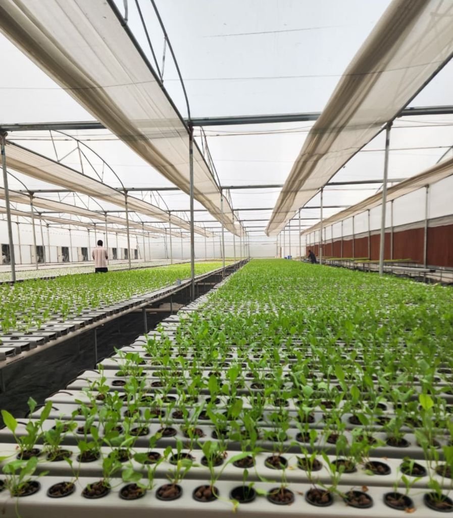 High density NFT hydroponics plant rows in 1200 sqm farm