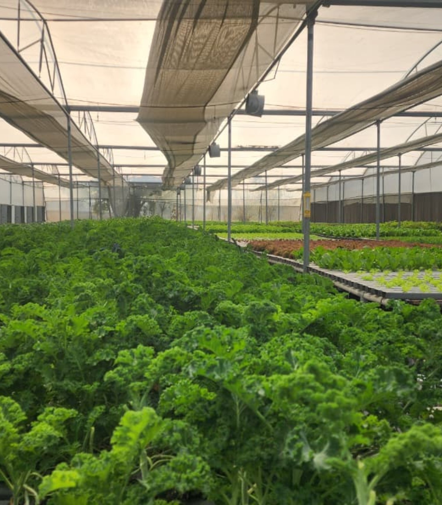 Pesticide free leafy greens grown using NFT