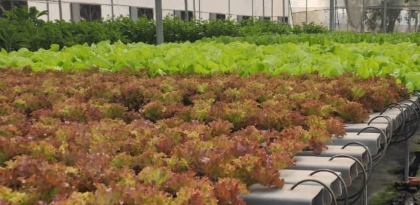 1500 SQM NFT Hydroponics Farm in Greater Noida | NHB Climate Controlled Greenhouse Project