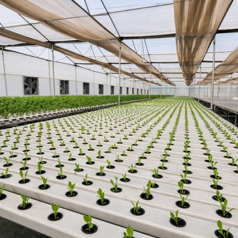 Inside view of commercial NFT hydroponics farming setup