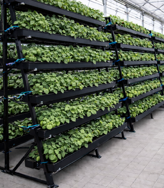 Indoor -Vertical-NFT (Nutrient Film Technique)-Hydroponics-System- by-INHYDRO