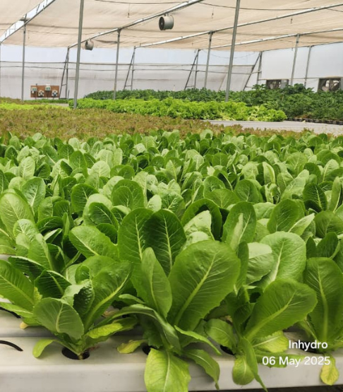 Leafy greens growing in NFT hydroponics channels inside farm