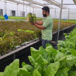 Farm Expert showing leafy greens grown using NFT hydroponics