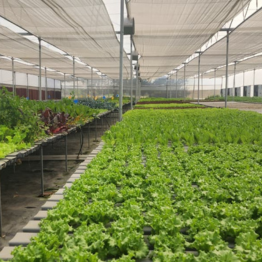 Long rows of leafy greens inside NFT hydroponics plantation
