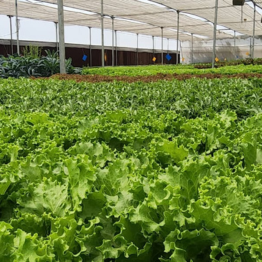 Dense leafy green plantation inside NFT hydroponics farm