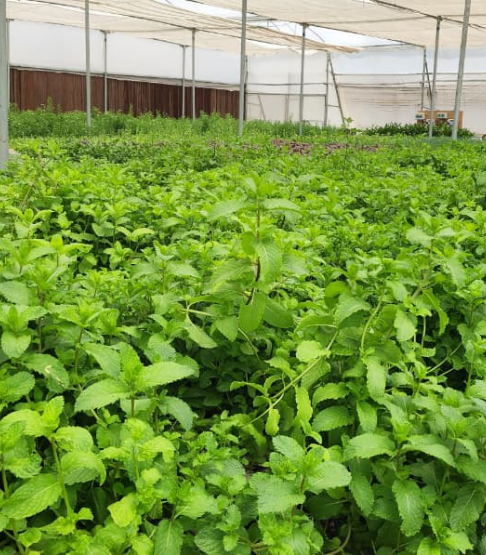 Dense leafy greens growing inside NFT hydroponics farm