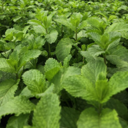 Close up of healthy leafy greens grown using NFT hydroponics