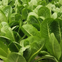 Mature leafy greens growing in NFT hydroponics channels