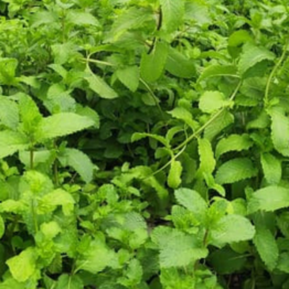 Bushy leafy green plants grown inside NFT hydroponics setup