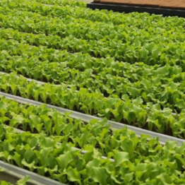 NFT hydroponics channels with young leafy green plants