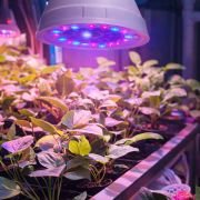 Grow light Bulb for Hydroponics Systems and Home Gardens