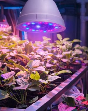 Grow Light Bulbs for Hydroponic Systems & Home Gardens