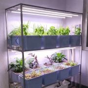 16 Dutch Bucket Hydroponics System for Indoor Home & Office