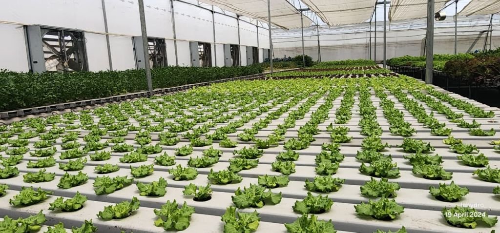 Uniform plant growth in NFT hydroponics setup