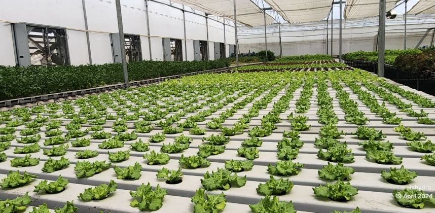 Commercial 1200 SQM NFT Hydroponics Farm in Greater Noida | NHB Climate Controlled Greenhouse
