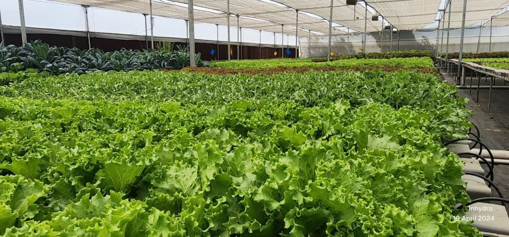 Water efficient NFT hydroponics plantation system