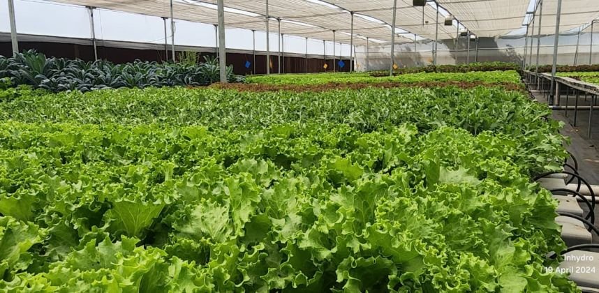 1000 SQM Commercial NFT Hydroponics Farm in Greater Noida | NHB Greenhouse