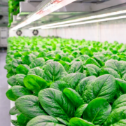 Commercial indoor NFT hydroponic system growing fresh spinach under LED grow lights