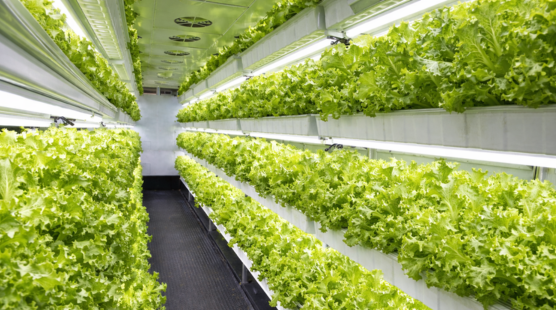 Retail indoor NFT hydroponic system with multi-layer channels growing lettuce under LED lights