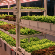 Side view of retail indoor NFT hydroponic system with multi-layer racks fully grown lettuce under LED grow lights