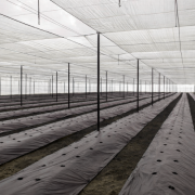 INHYDRO Cable Purlin Shade Net House | Low-Cost & MIDH Subsidy Ready