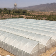 Naturally Ventilated Polyhouse: High-Yield GI Pipe Greenhouse Structure