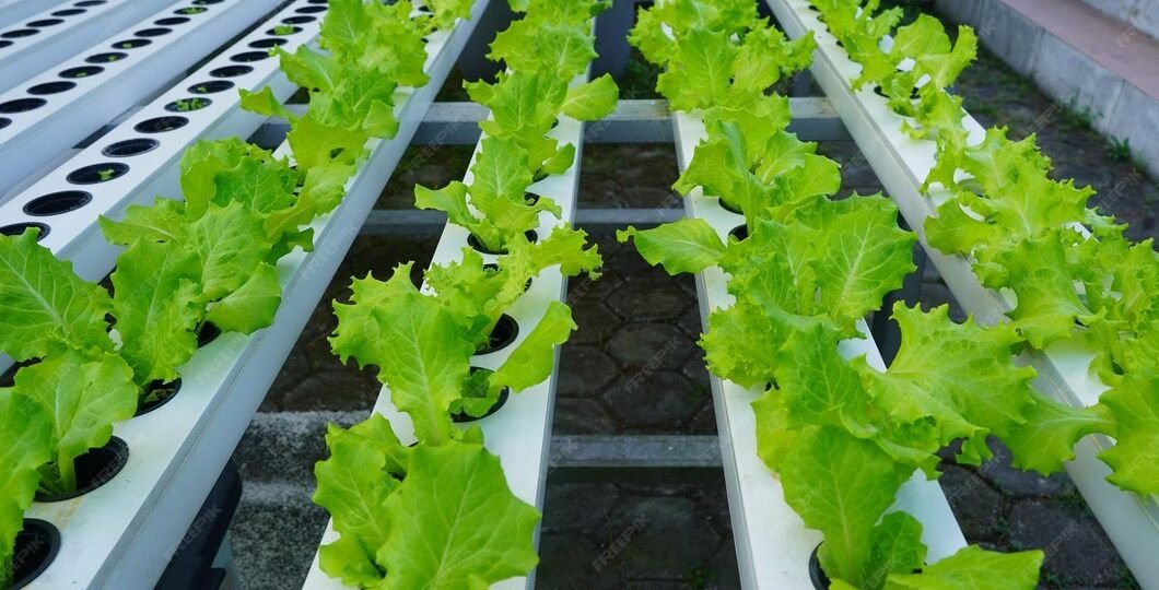 lettuce-lactuca-sativa-planted-hydroponic-system_873546-714