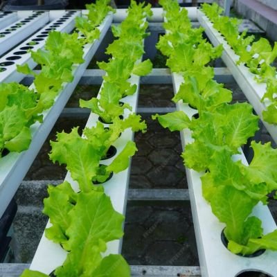 lettuce-lactuca-sativa-planted-hydroponic-system_873546-714