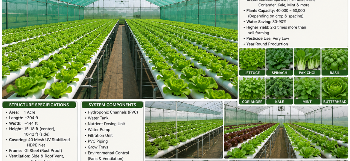 Hydroponic farming in a 1 acre net house for high-yield vegetable cultivation