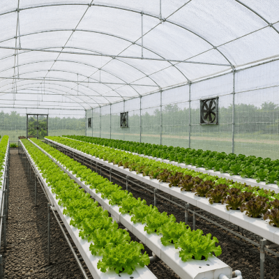Net house farming system with rows of healthy vegetable crops under protected cultivation