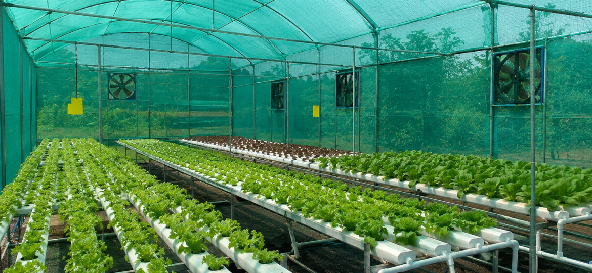 Shade net house farming system with healthy vegetable crops under protected cultivation