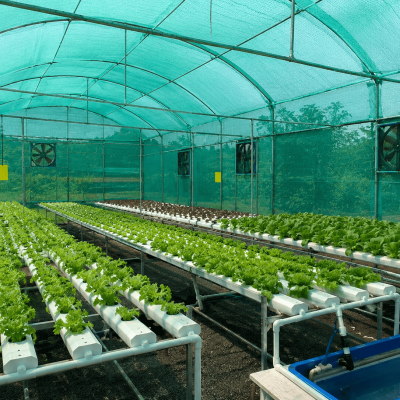 Shade net house farming system with healthy vegetable crops under protected cultivation