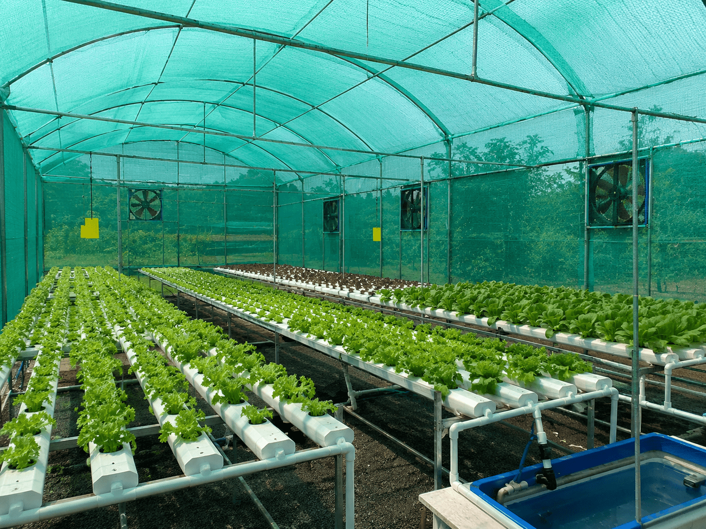 Shade net house farming system with healthy vegetable crops under protected cultivation