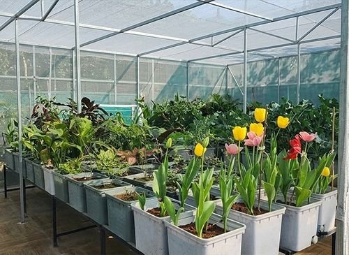 Greenhouse interior with rows of potted tulips in white planters, yellow and pink blooms in the foreground.