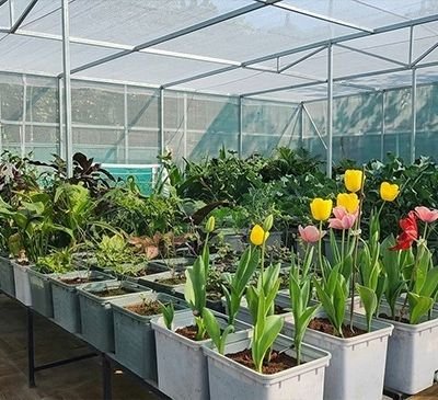 Greenhouse interior with rows of potted tulips in white planters, yellow and pink blooms in the foreground.