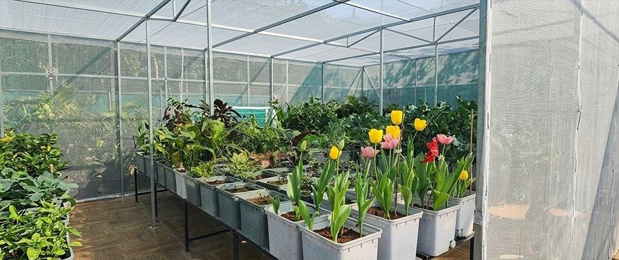 Greenhouse interior with rows of potted tulips in white planters, yellow and pink blooms in the foreground.