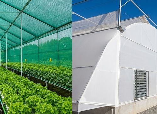 Interior of a greenhouse with long rows of lettuce growing on benches; a green shade roof overhead. (Left) and a white plastic-covered tunnel greenhouse with vents along the side (Right).