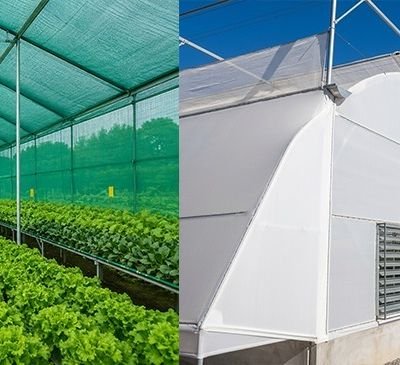 Interior of a greenhouse with long rows of lettuce growing on benches; a green shade roof overhead. (Left) and a white plastic-covered tunnel greenhouse with vents along the side (Right).