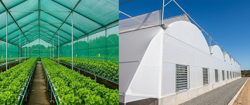 Interior of a greenhouse with long rows of lettuce growing on benches; a green shade roof overhead. (Left) and a white plastic-covered tunnel greenhouse with vents along the side (Right).