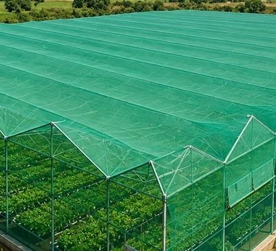 Large commercial greenhouse with a green mesh cover over rows of plants inside a long, pitched-roof structure.