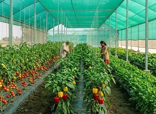 Greenhouse with rows of tomato plants on supports; two workers inspect and tend the plants amid green shade cloth overhead.