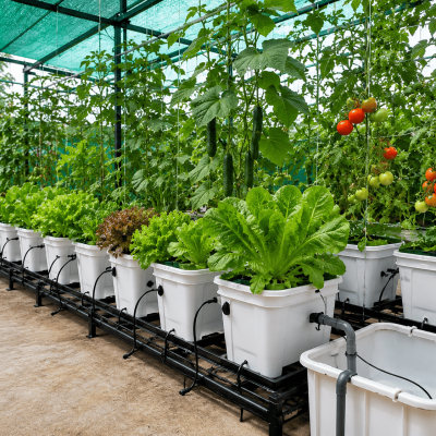 Hydroponic vegetable farming system with leafy green plants growing in white containers